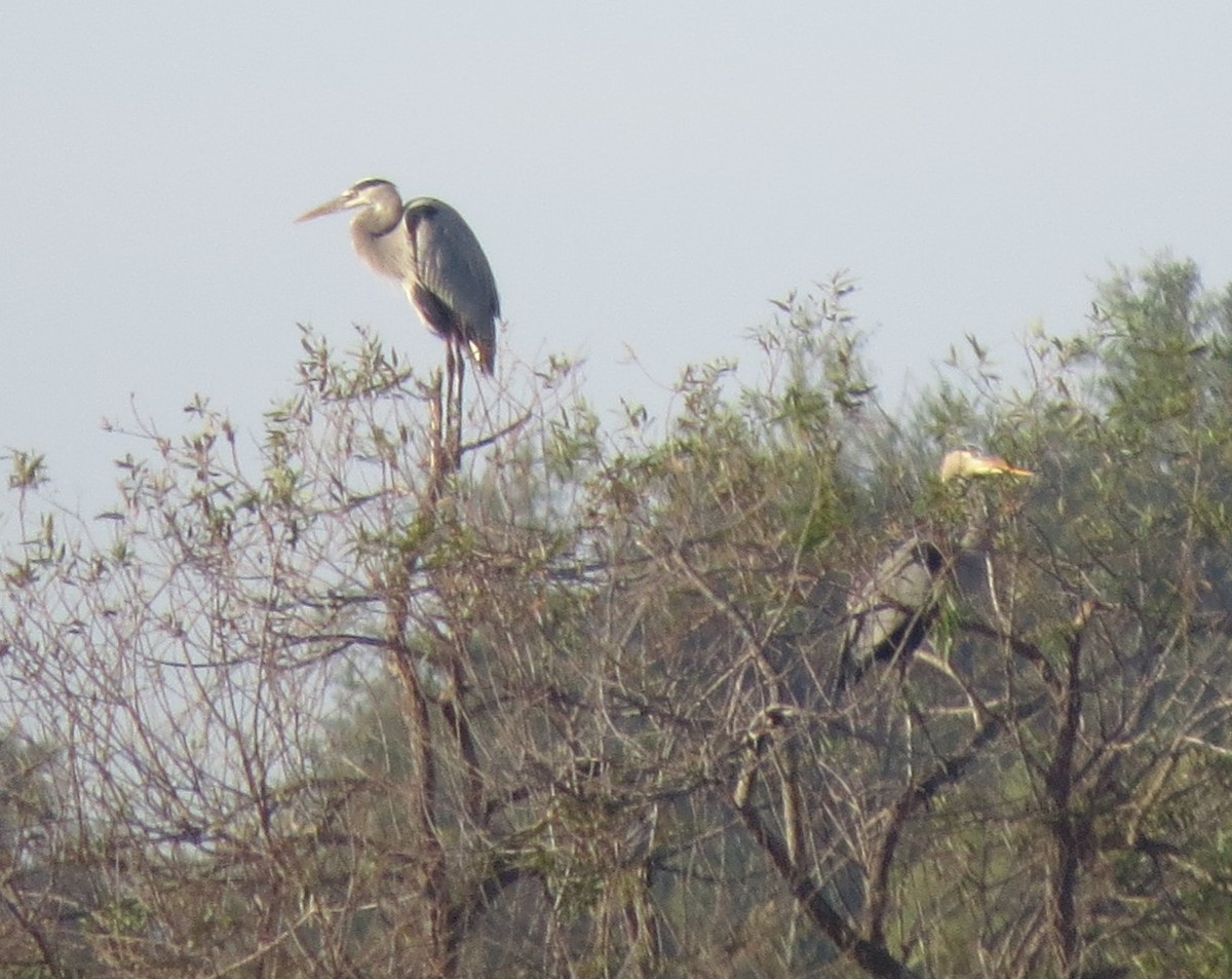 Great Blue Heron - ML645891764