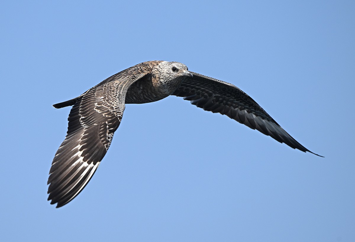 短尾賊鷗 - ML645891766