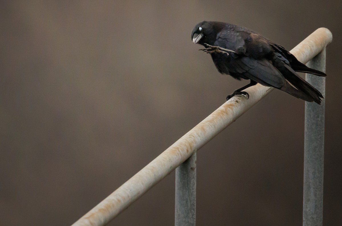 vrána americká - ML645891767