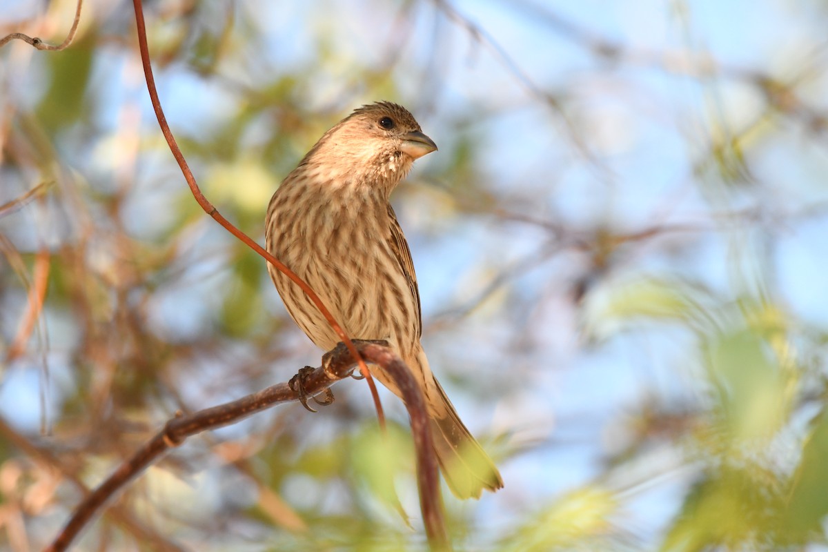 House Finch - ML645891770