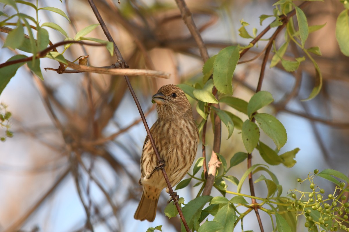 House Finch - ML645891771