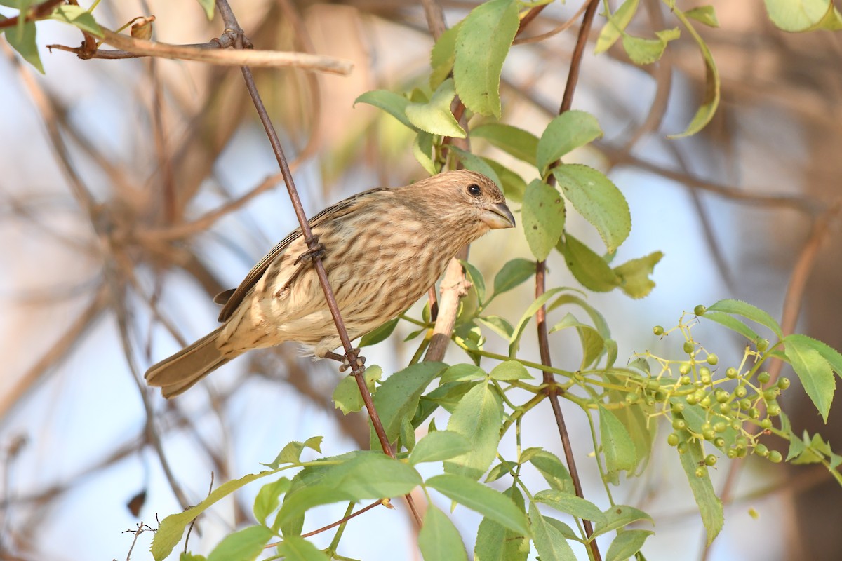 House Finch - ML645891772
