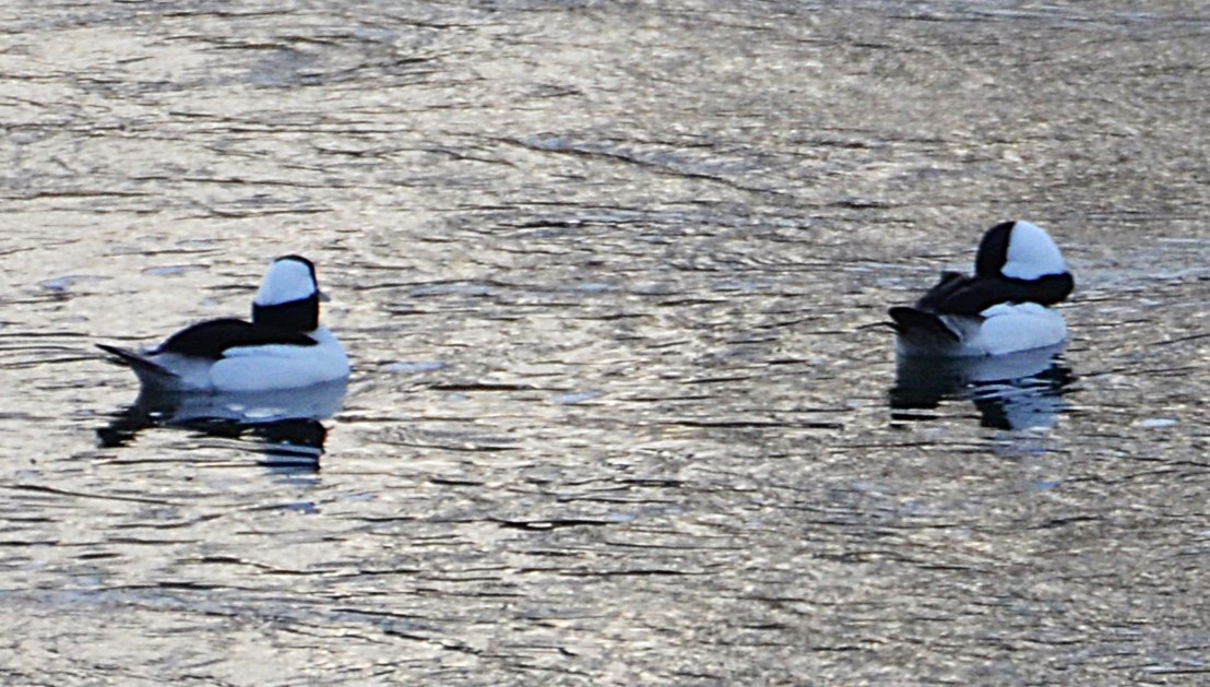 Bufflehead - ML645891775