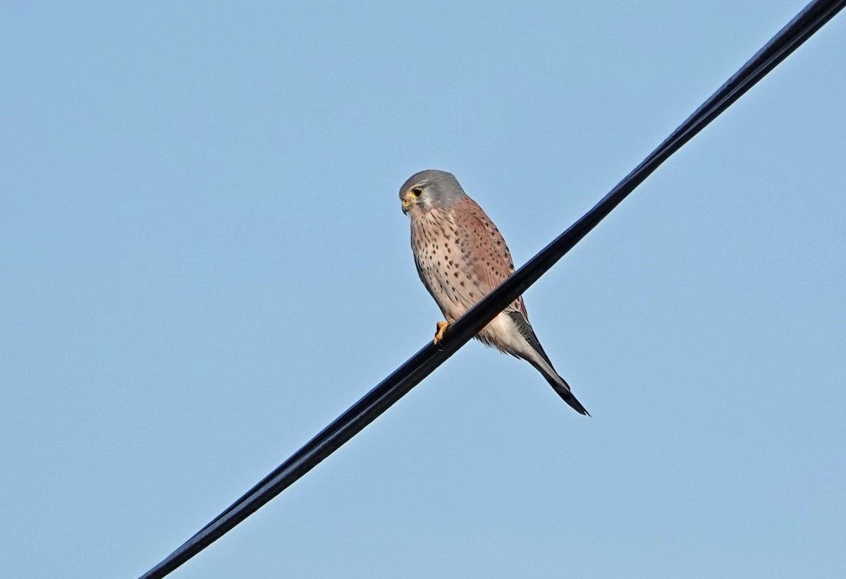 Eurasian Kestrel - ML645891780