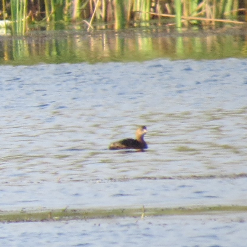 Pied-billed Grebe - ML645891786