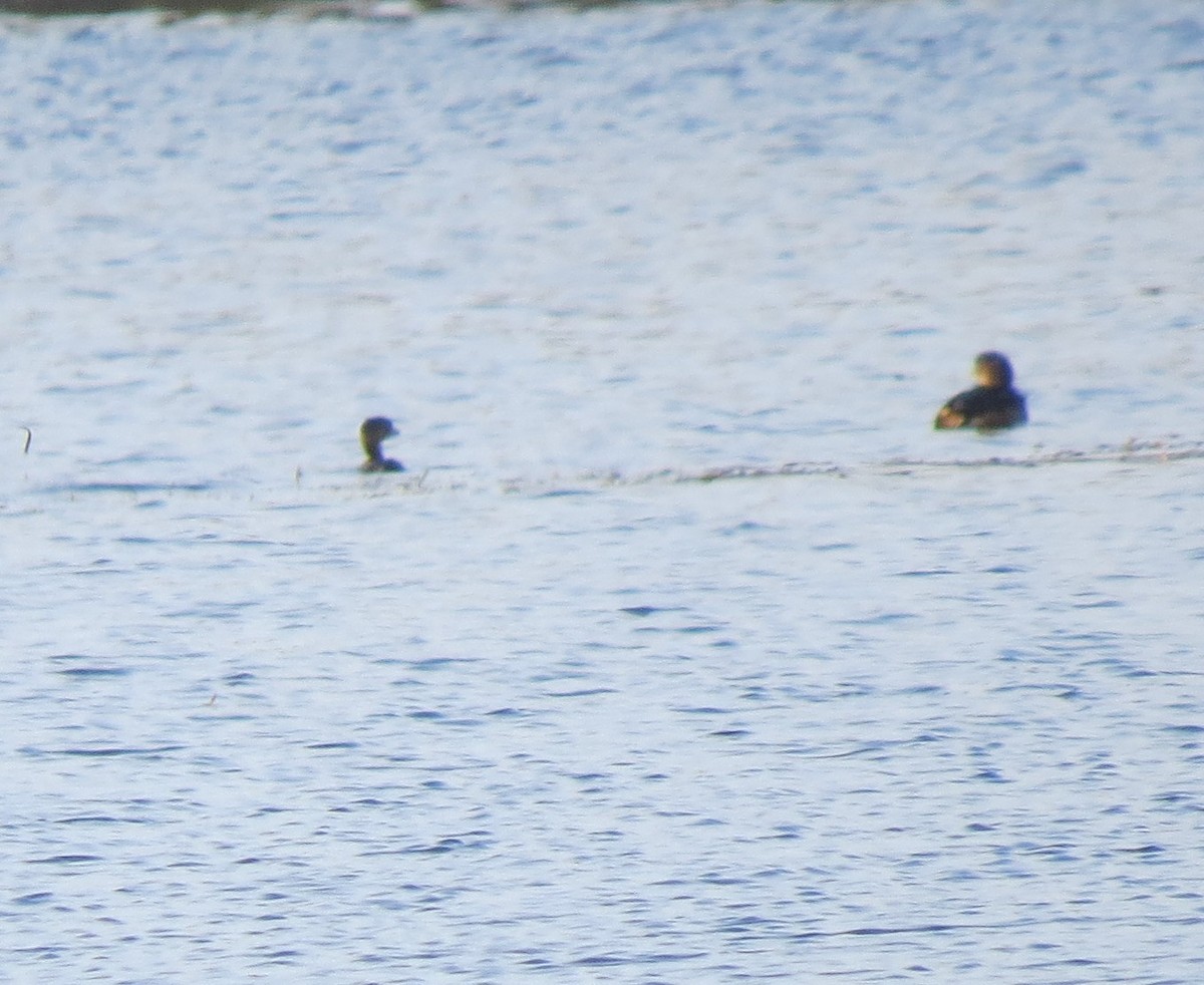 Pied-billed Grebe - ML645891787