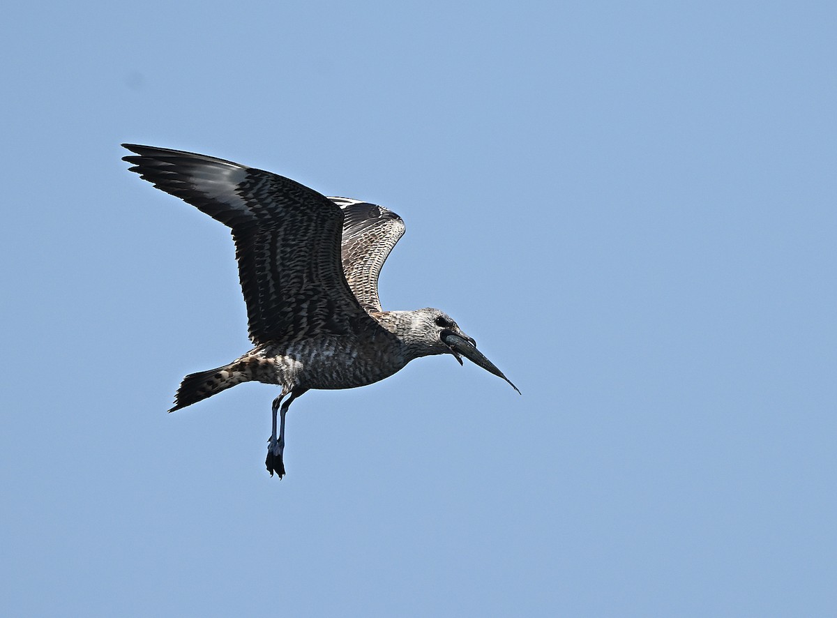 短尾賊鷗 - ML645891788