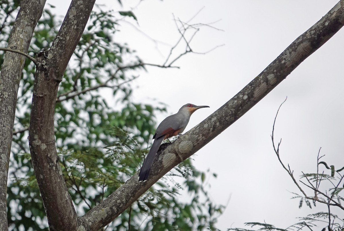 Hispaniolan Lizard-Cuckoo - ML645891789