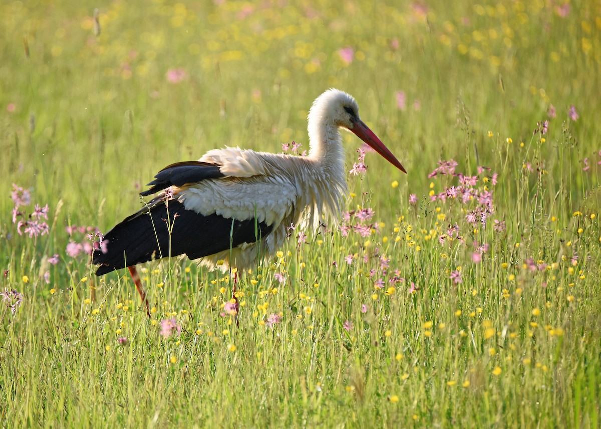 Weißstorch - ML645891794