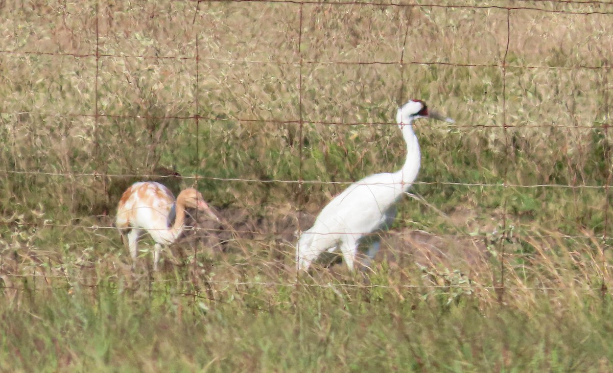 Whooping Crane - ML645891796