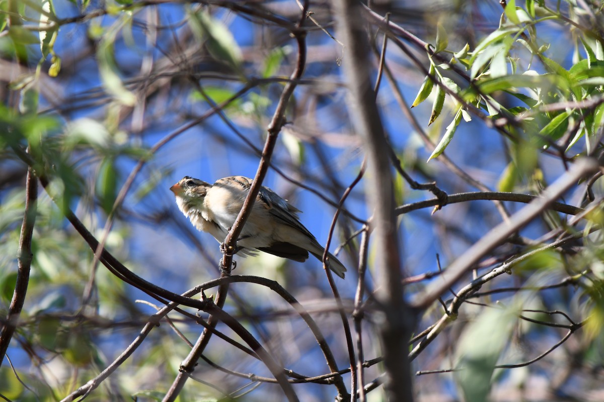 Pin-tailed Whydah - ML645891801