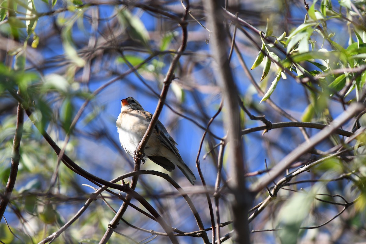 Pin-tailed Whydah - ML645891802