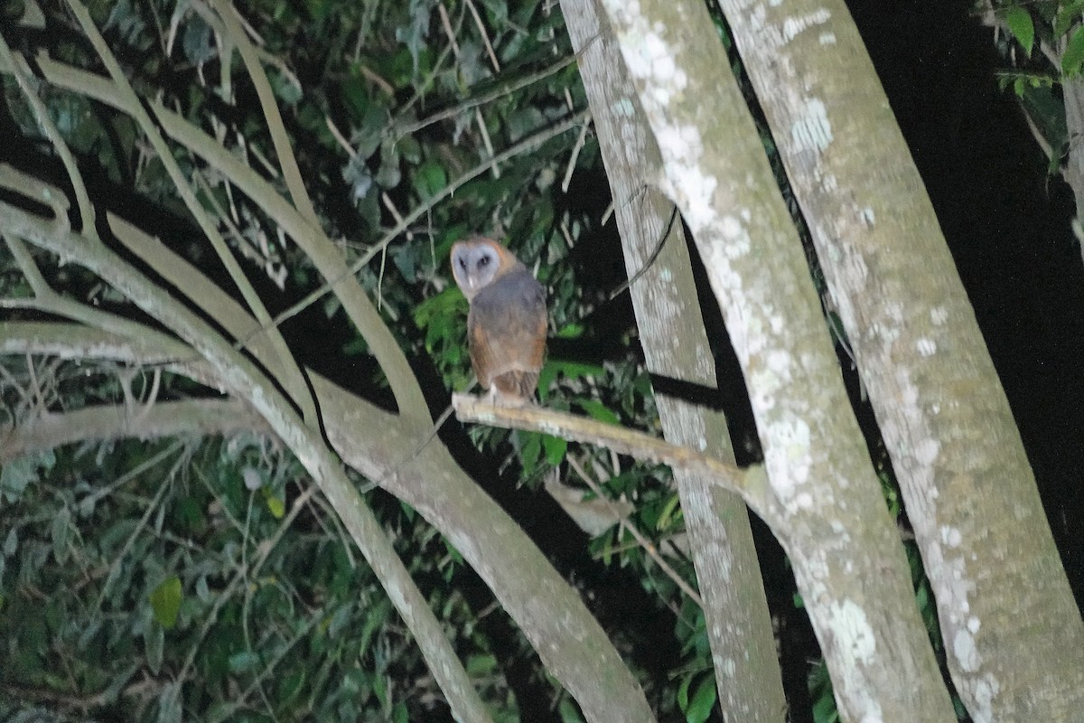 Ashy-faced Owl - ML645891803