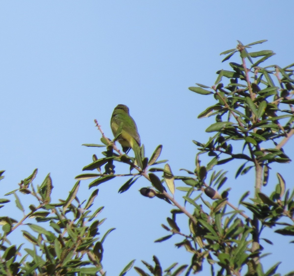 Painted Bunting - ML645891805