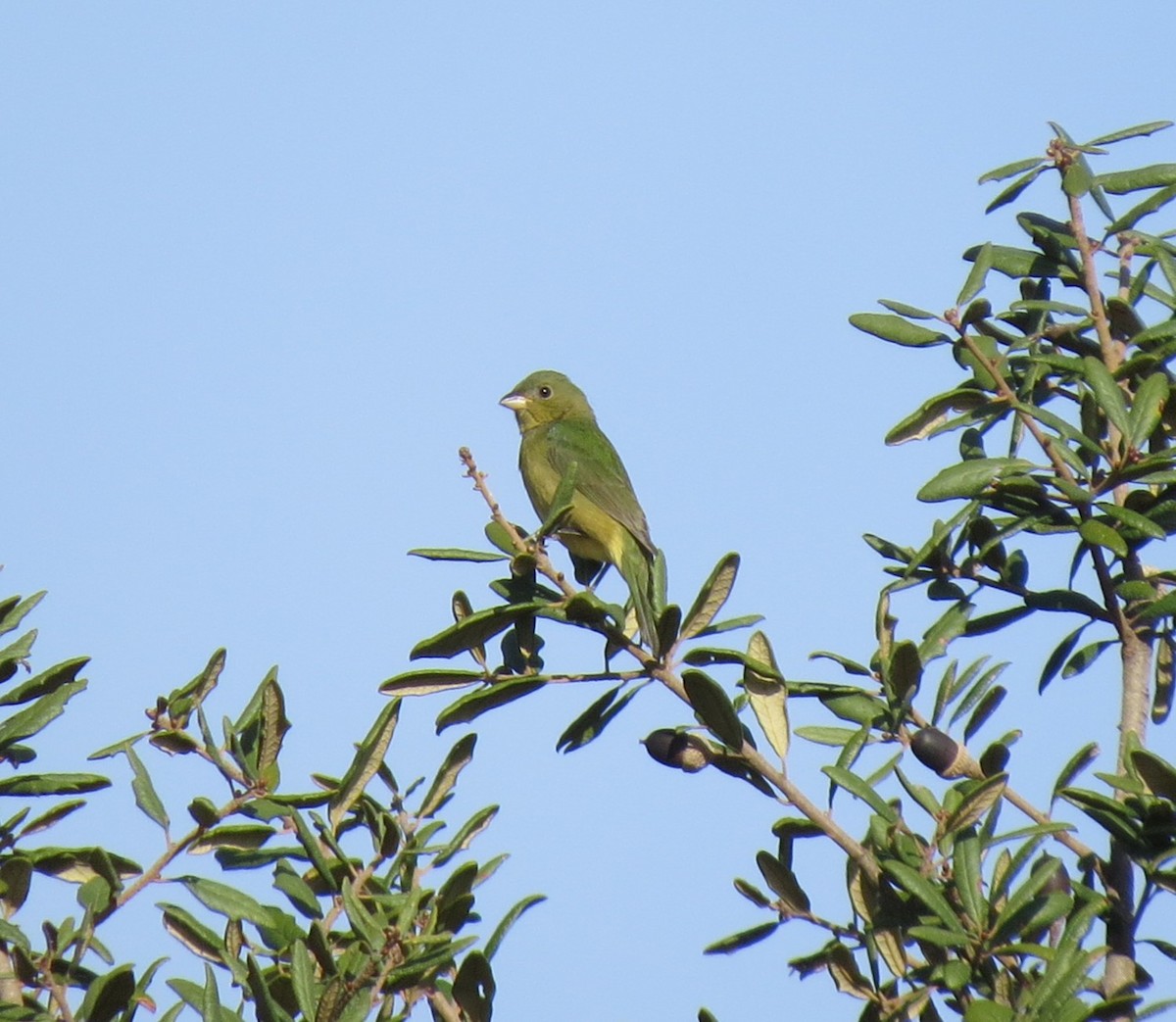 Painted Bunting - ML645891806