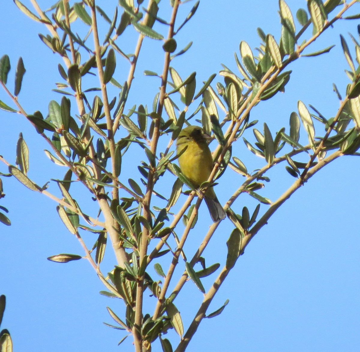 Painted Bunting - ML645891807