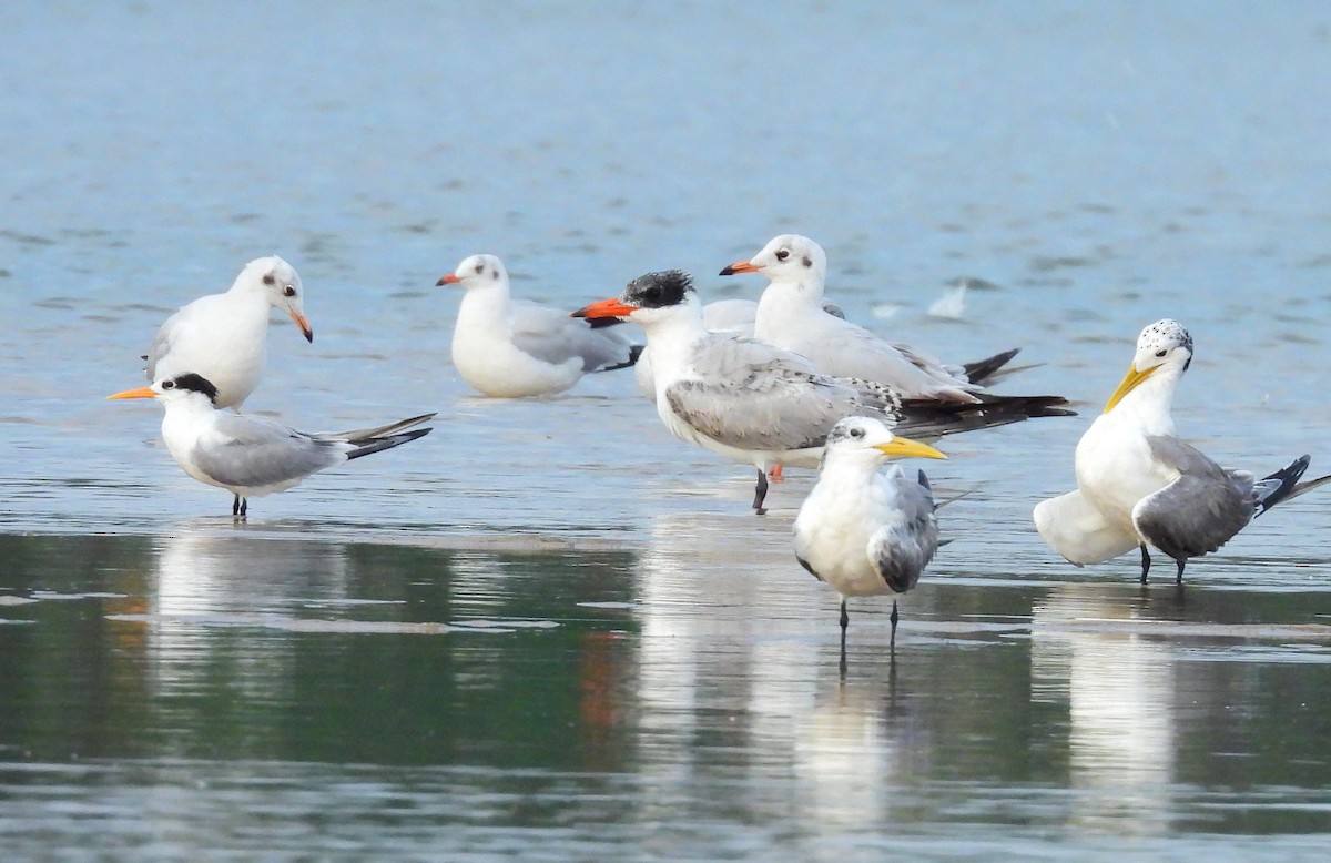 Caspian Tern - ML645891811