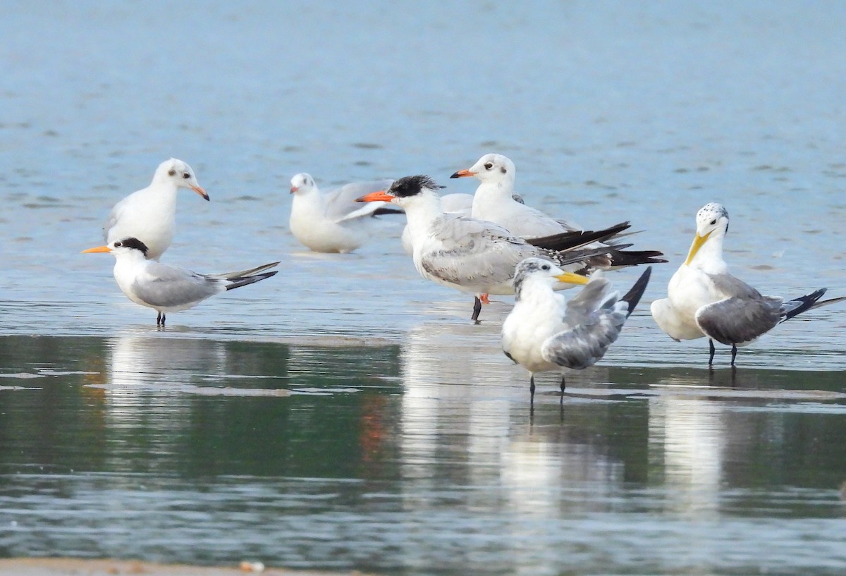 Caspian Tern - ML645891812