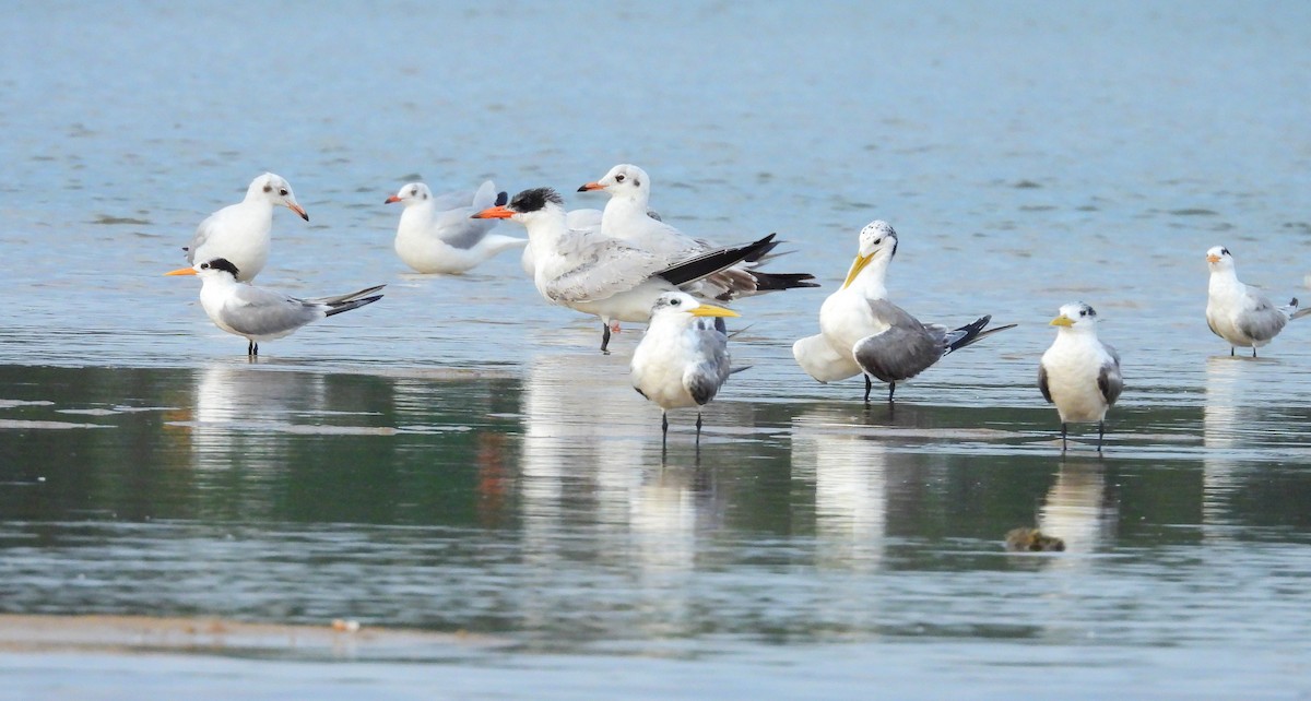 Caspian Tern - ML645891813