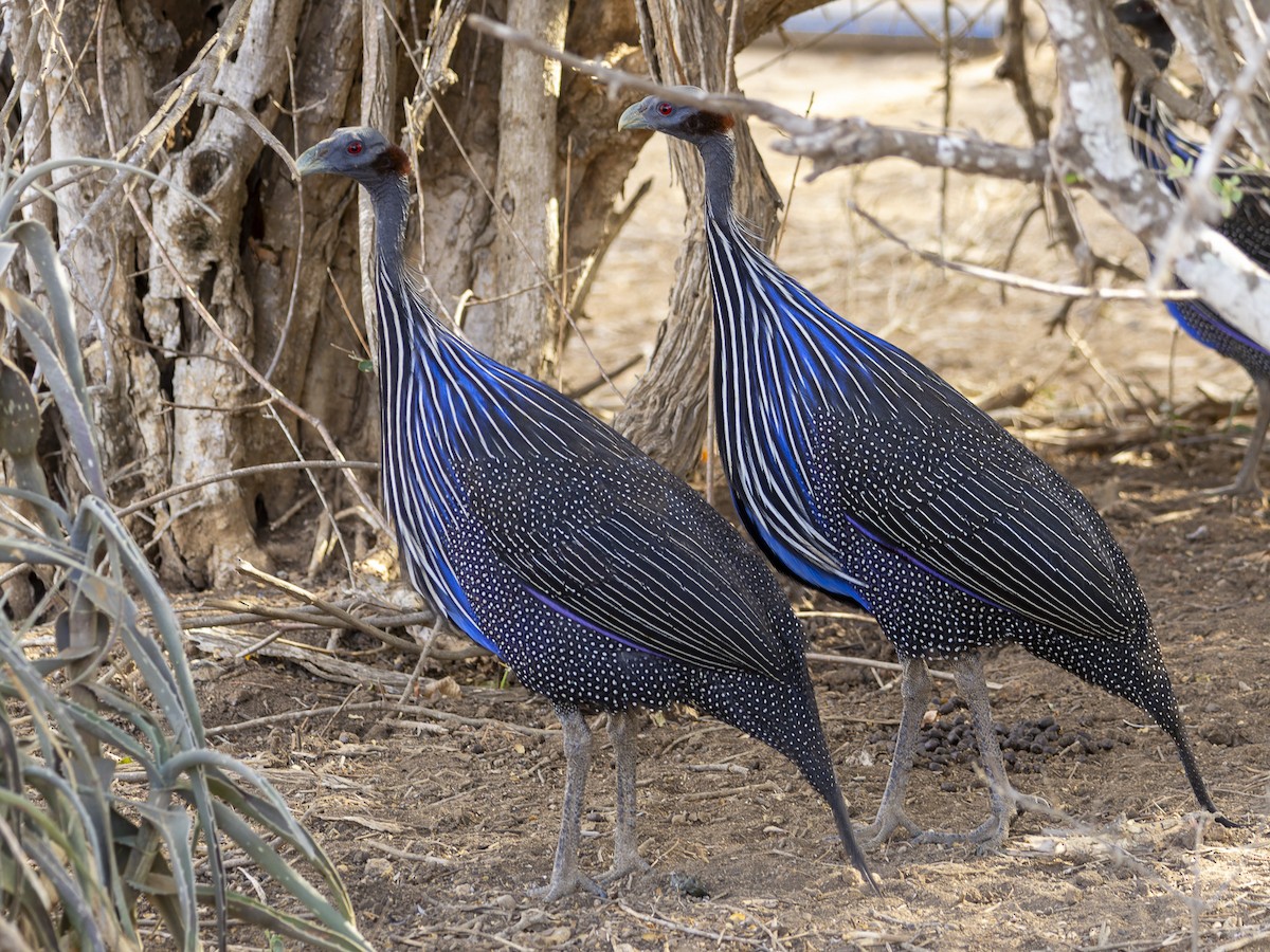 Eastern Crested Guineafowl - ML645891814
