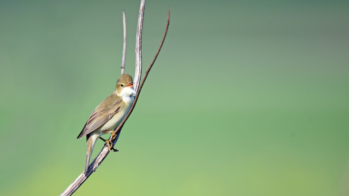 Sumpfrohrsänger - ML645891824