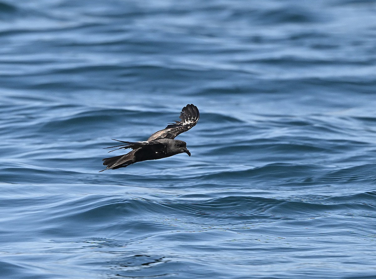 黑叉尾海燕 - ML645891826