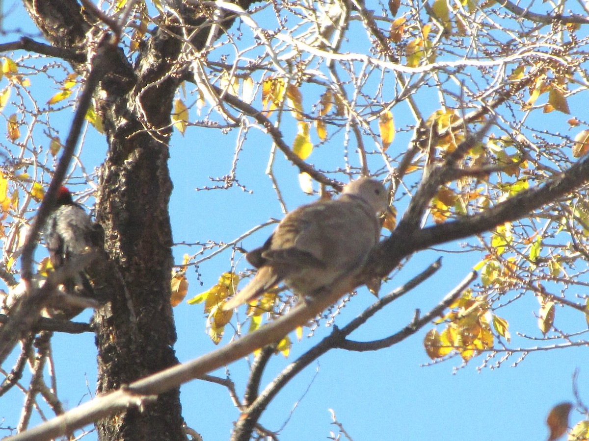 Eurasian Collared-Dove - ML645891827
