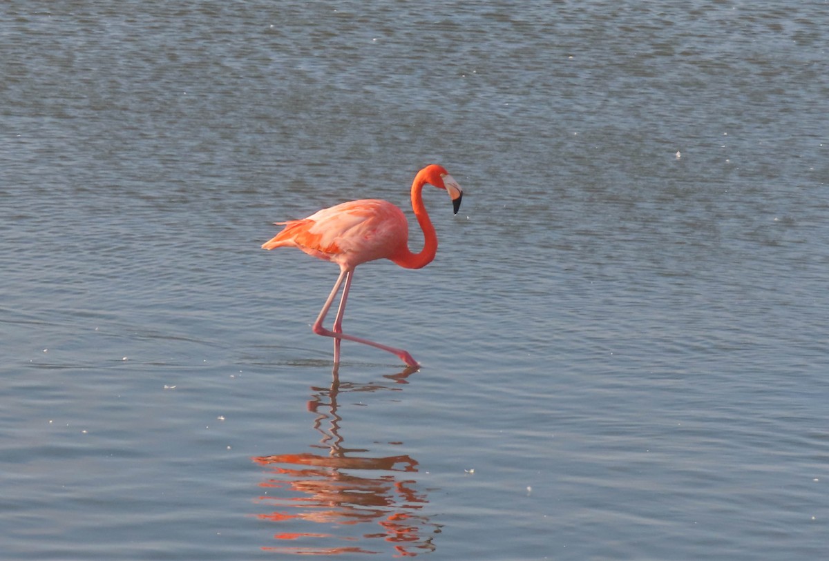 American Flamingo - ML645891832