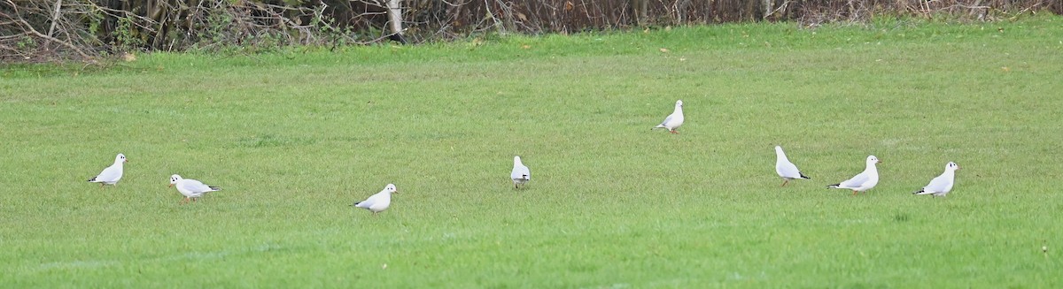 Black-headed Gull - ML645891839