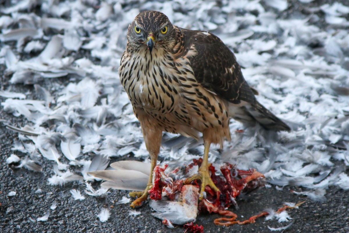 Яструб великий - ML645891840