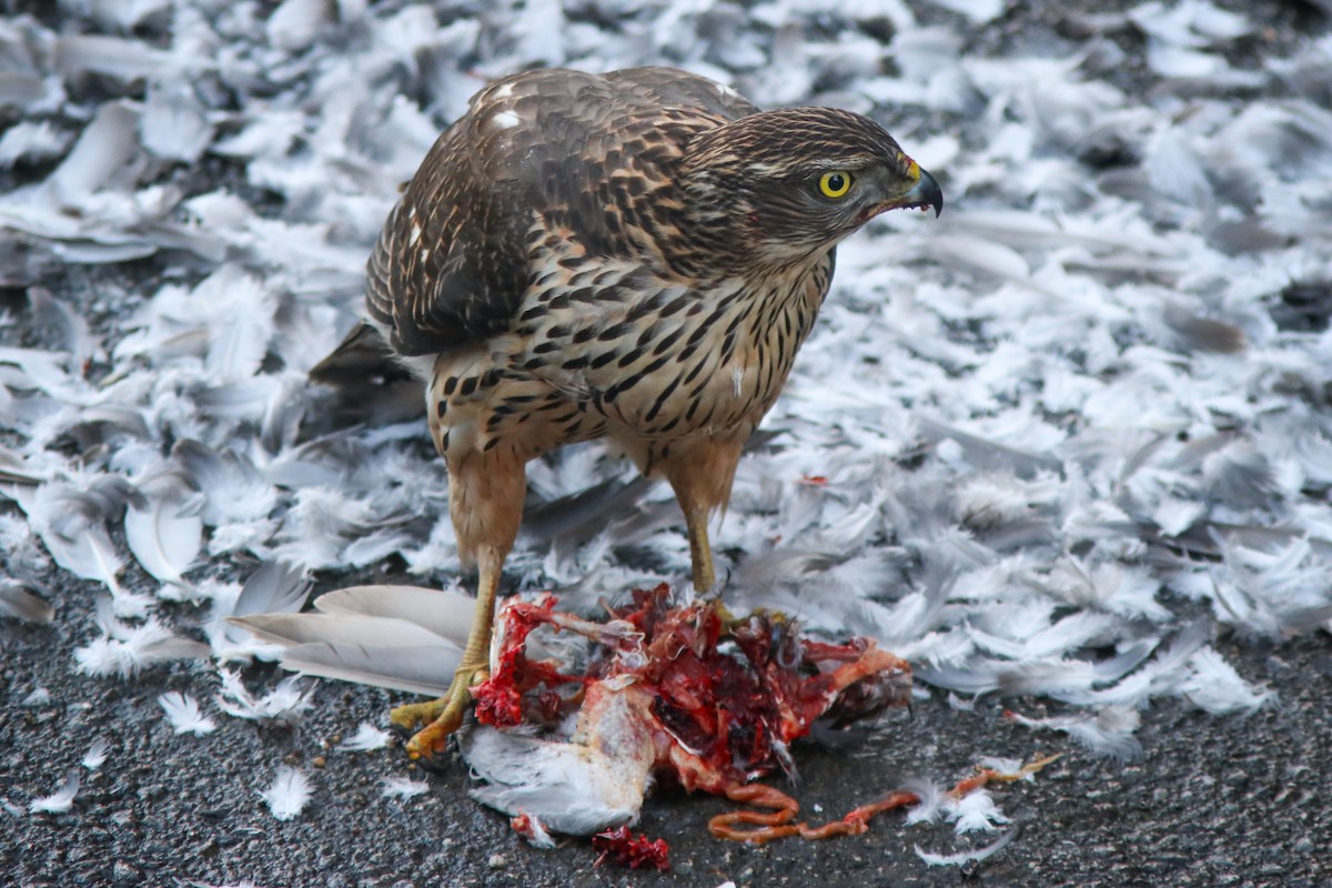 Яструб великий - ML645891841