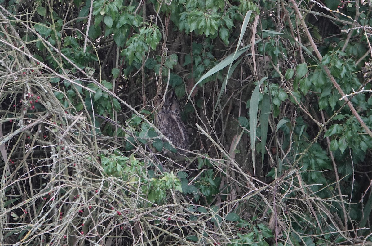 Waldohreule - ML645891842