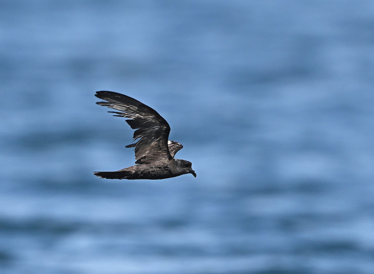 Swinhoewellenläufer - ML645891844