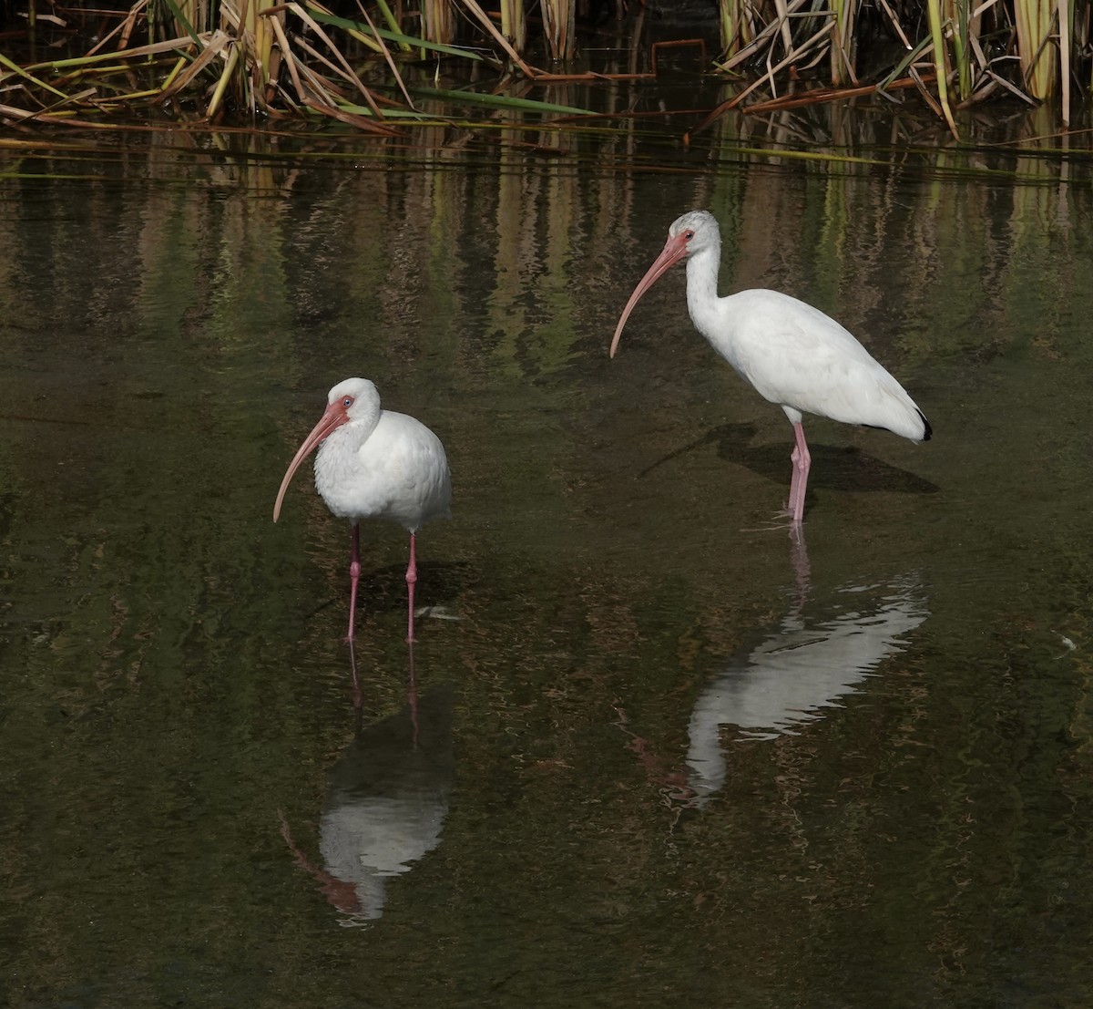 Schneesichler - ML645891845