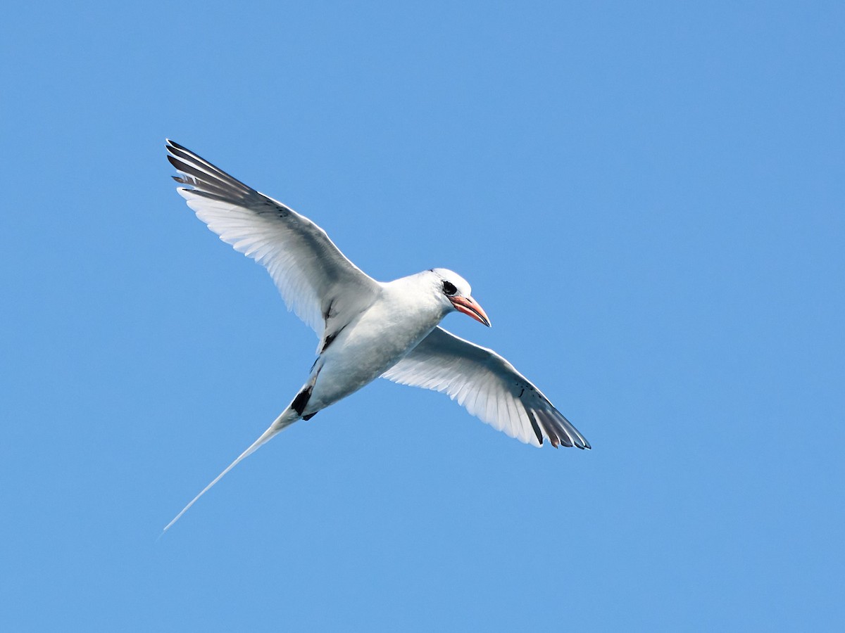 Rotschnabel-Tropikvogel - ML645891846