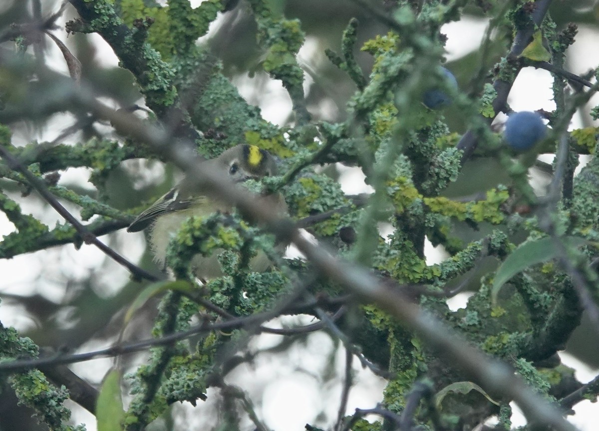 Wintergoldhähnchen - ML645891847