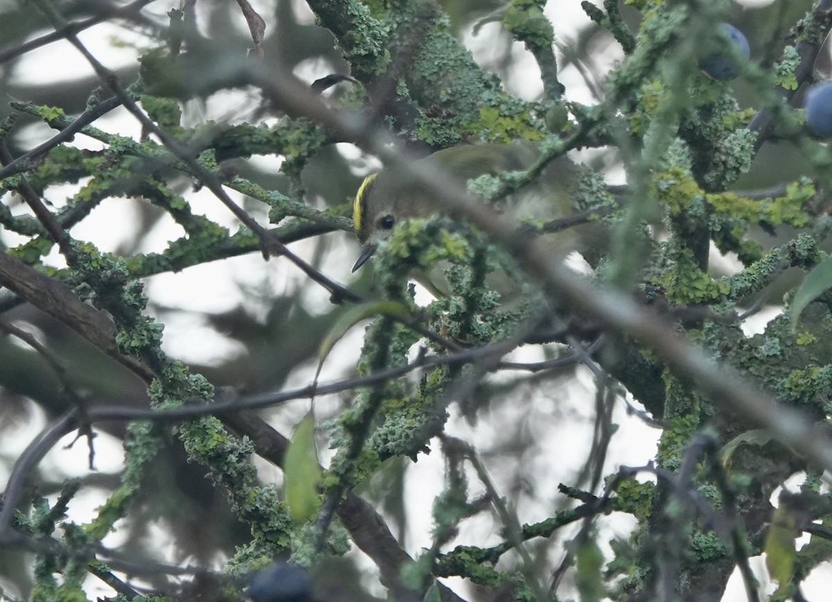 Wintergoldhähnchen - ML645891848