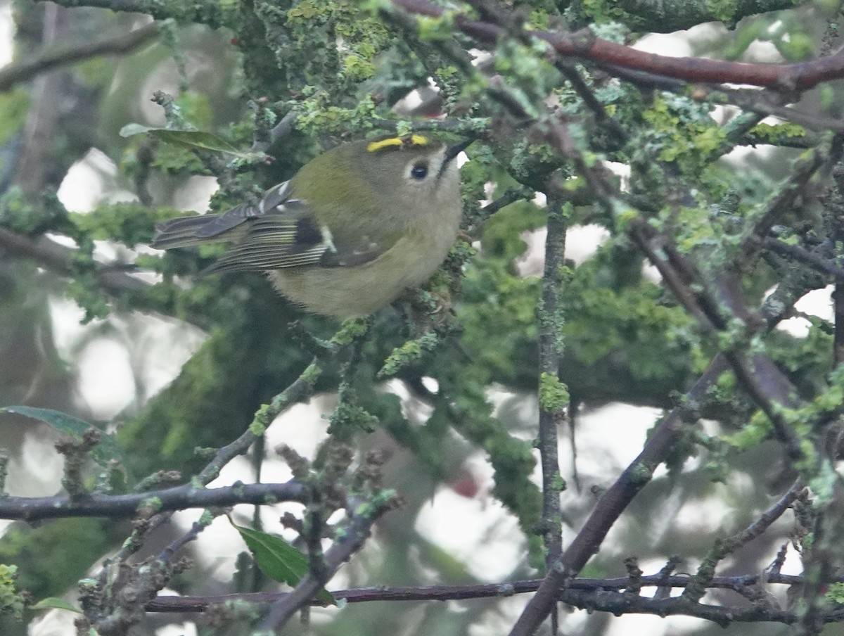 Wintergoldhähnchen - ML645891849