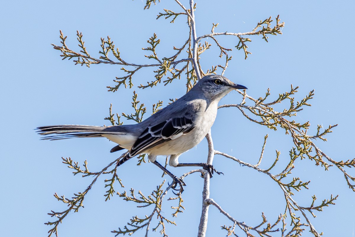 Gartenspottdrossel - ML645891851