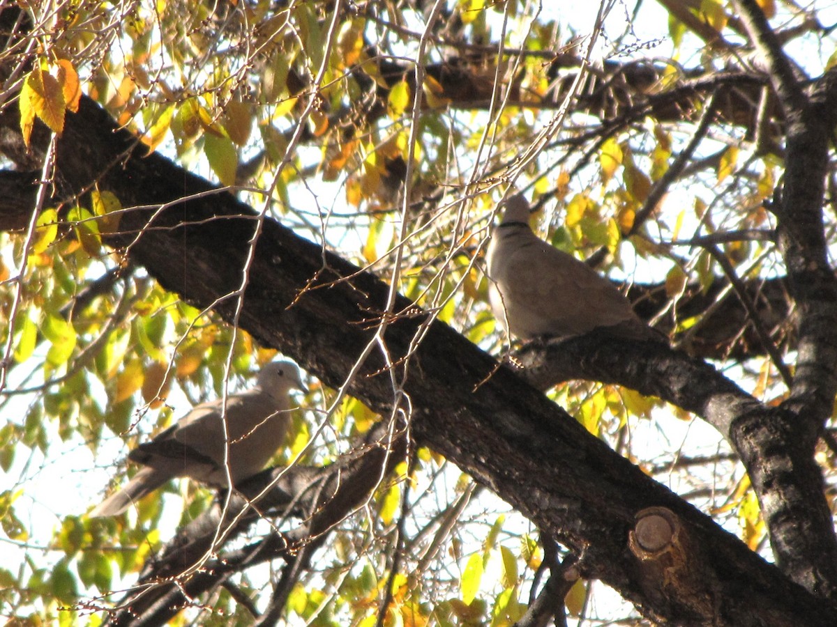 Türkentaube - ML645891852