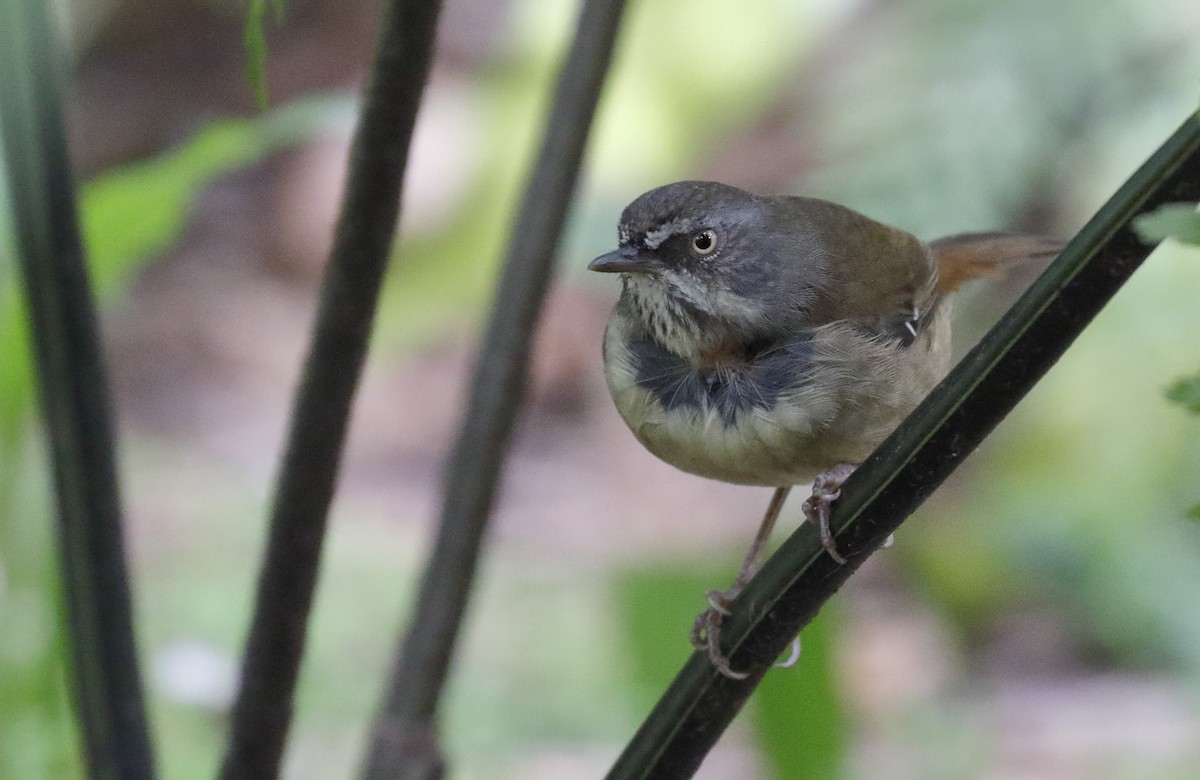 Weißbrauensericornis - ML645891853