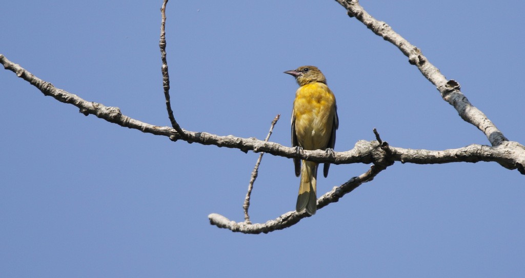 Baltimoretrupial - ML645891854