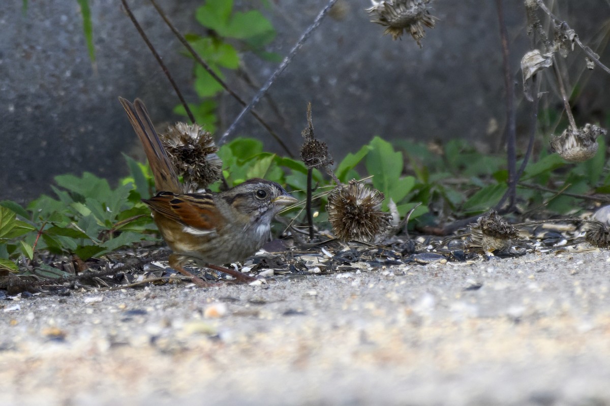 Sumpfammer - ML645891857