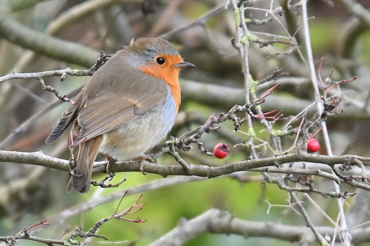 Rotkehlchen - ML645891858