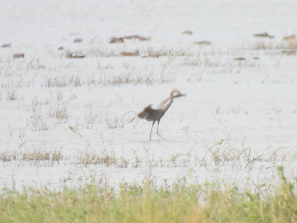 Rötelreiher - ML645891859