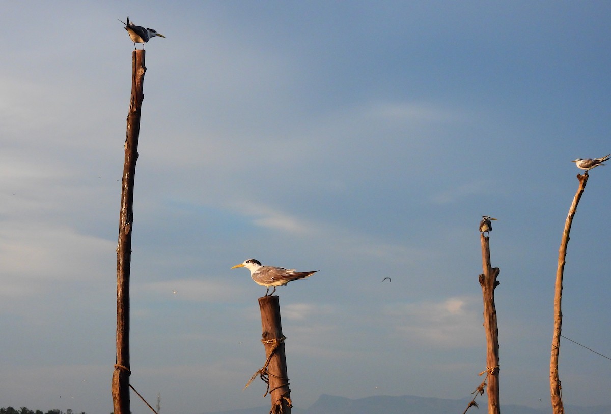 Lesser Crested Tern - ML645891860