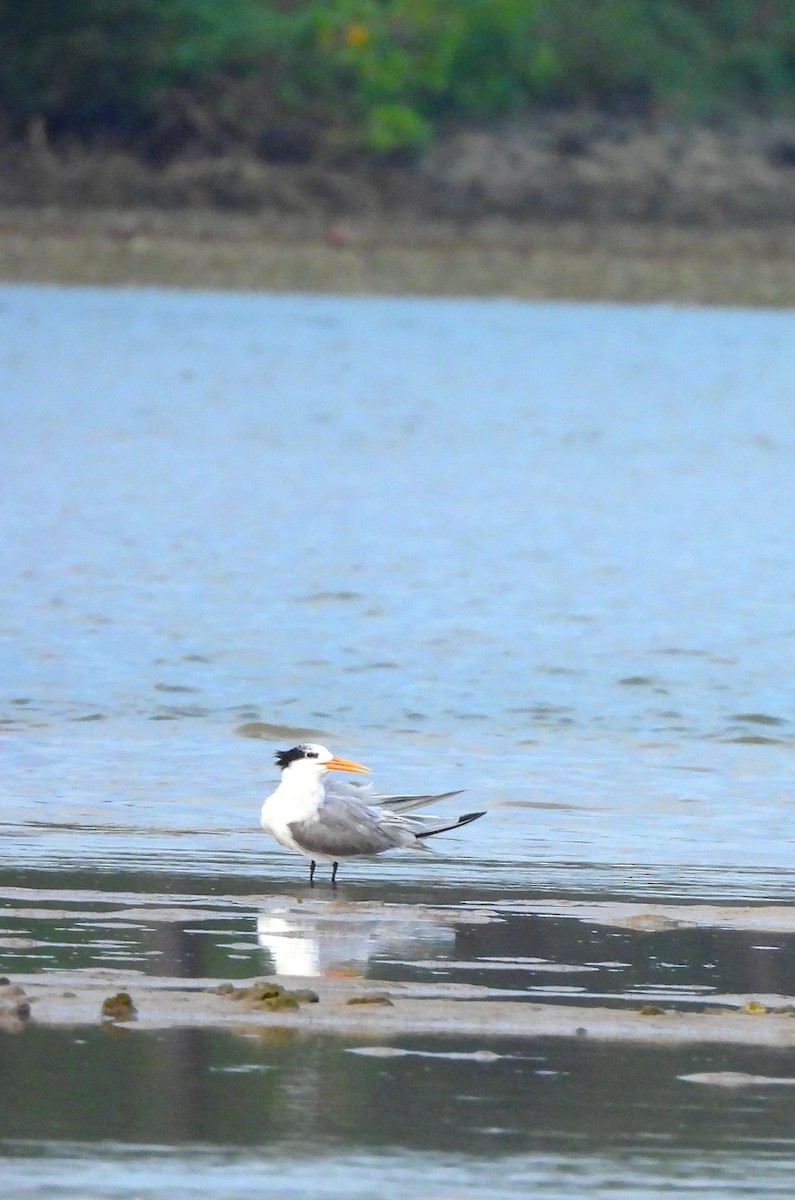 Rüppellseeschwalbe - ML645891861