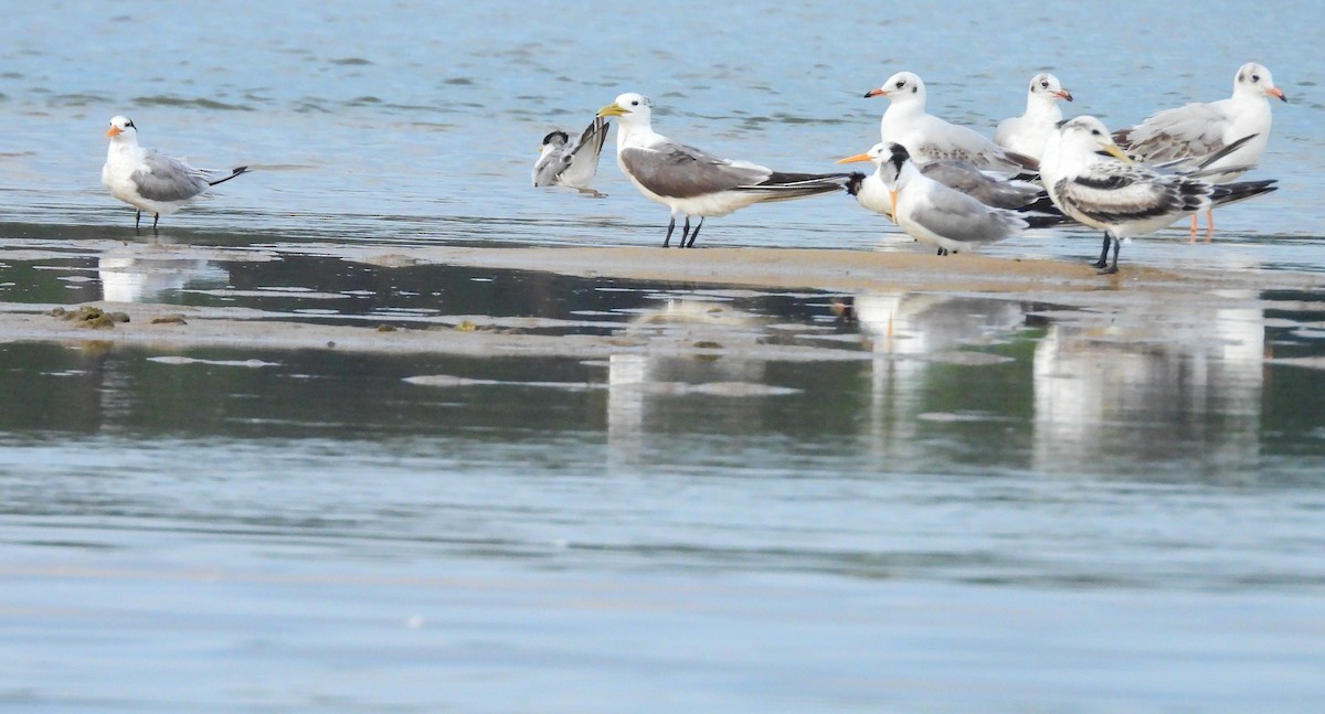 Rüppellseeschwalbe - ML645891862