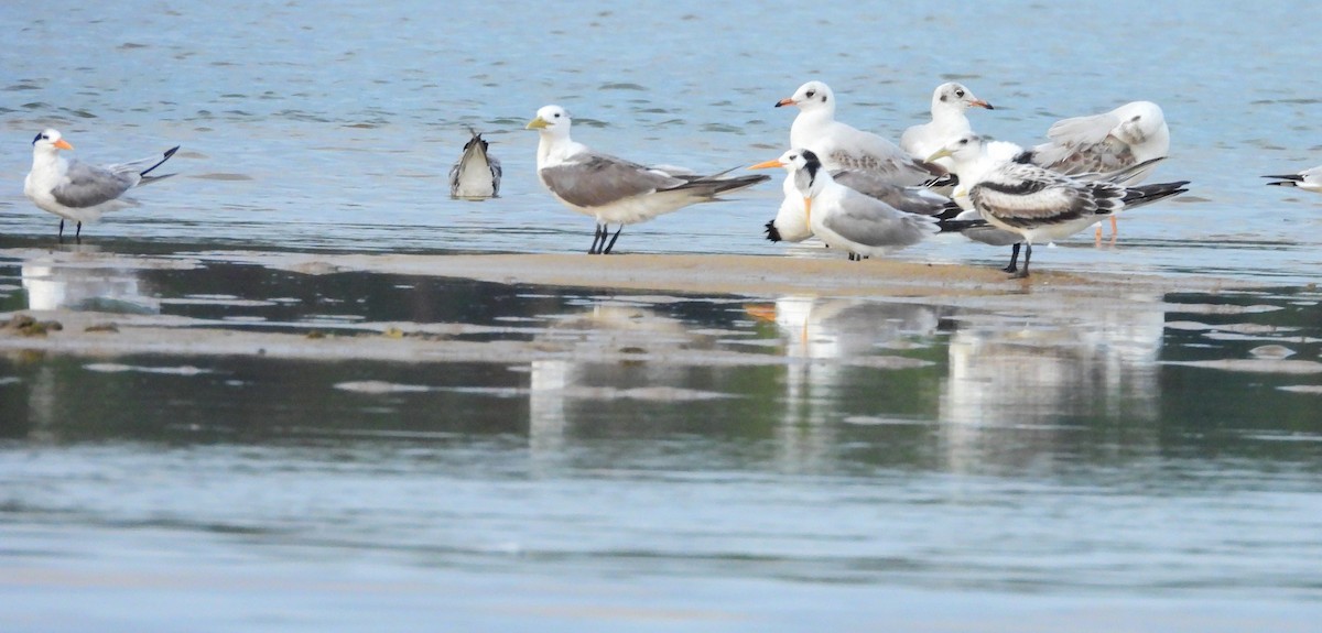 Lesser Crested Tern - ML645891863