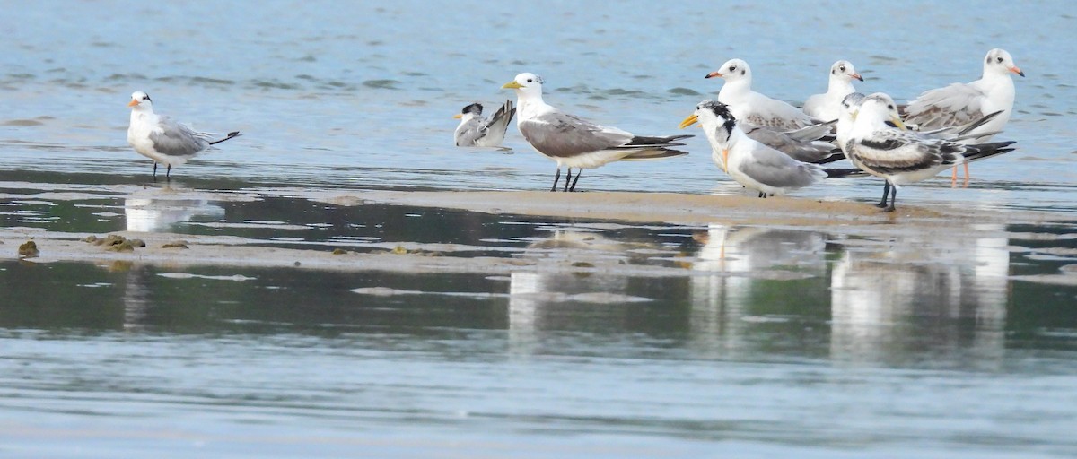 Lesser Crested Tern - ML645891864